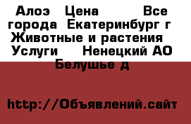 Алоэ › Цена ­ 150 - Все города, Екатеринбург г. Животные и растения » Услуги   . Ненецкий АО,Белушье д.